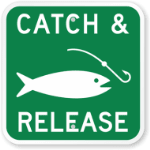 catch & release sing